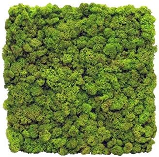 Reindeer Moss Wall Panel/Tile Live Moss Walls DIY