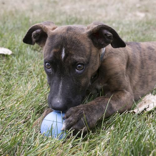 KONG Puppy Ball mit Loch - Weiches & Strapazierfähiges Hundespielzeug aus Naturkautschuk für Zahnende Welpen - Für Kleine Welpen