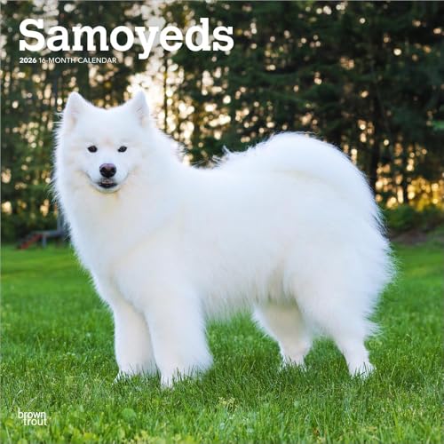 ブラウントラウト 2026年 カレンダー/サモエド 輸入版 30.5 x 61 cm (Samoyeds Calendar)のサムネイル