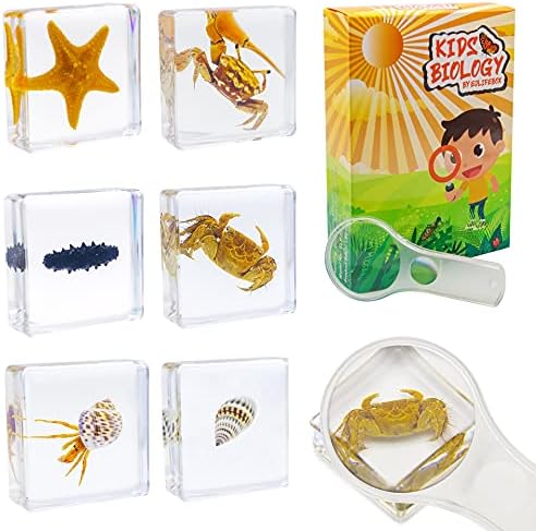 EJLIFEBOX 6 PCS Marine Life Specimen Set,Hermit Crab,Fiddler Crab,Starfish,Nassariidae,Sea Cucumber, Chiromantes Dehaani Resin Collection Science Toys