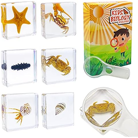 6 PCS Marine Life Specimen Set,Hermit Crab,Fiddler Crab,Starfish,Nassariidae,Sea Cucumber, Chiromantes Dehaani Resin Collection Science Toys Cover