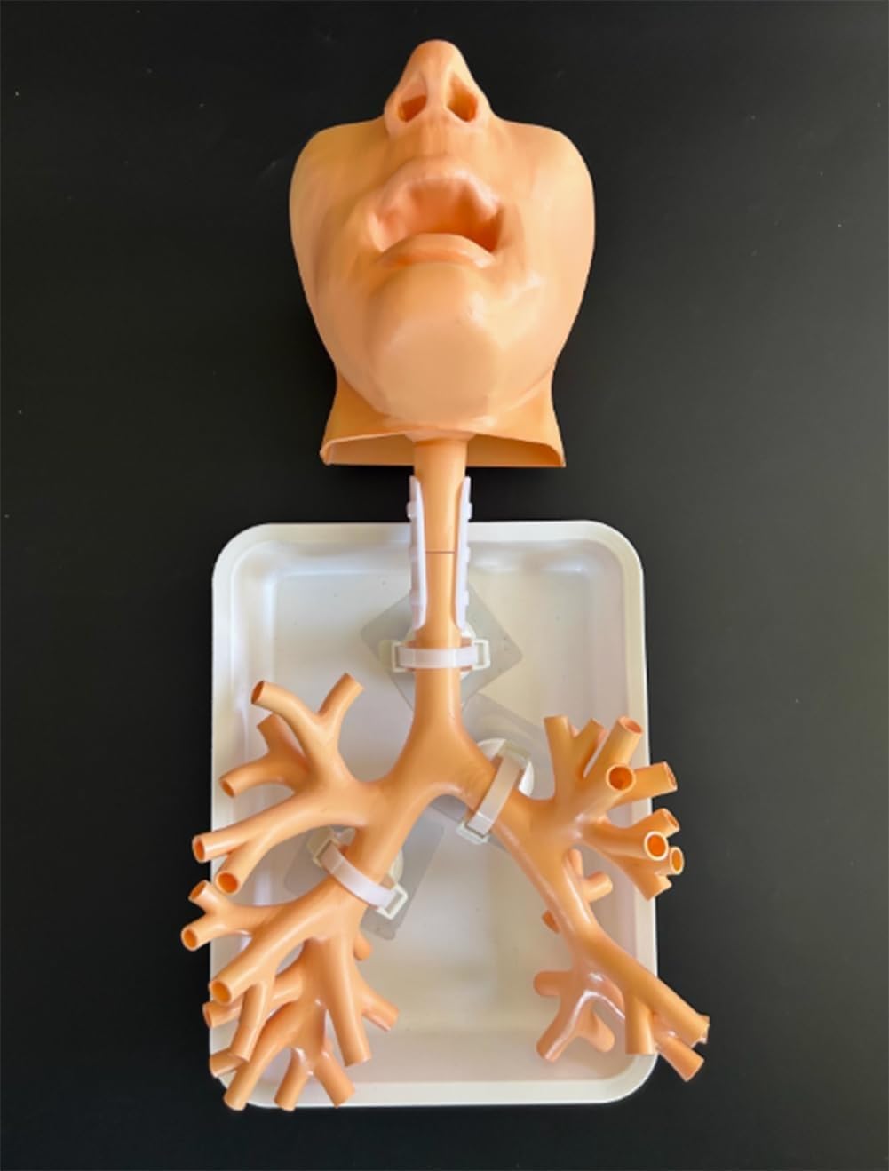 Prezent medyczny, model szkoleniowy bronchoskopii, żywiczny bronchoskop, model anatomii drzewa oskrzelowego, włókno zestaw do nauczania lekarza, nauki pielęgniarskiej w szkole medycznej. (kolor skóry