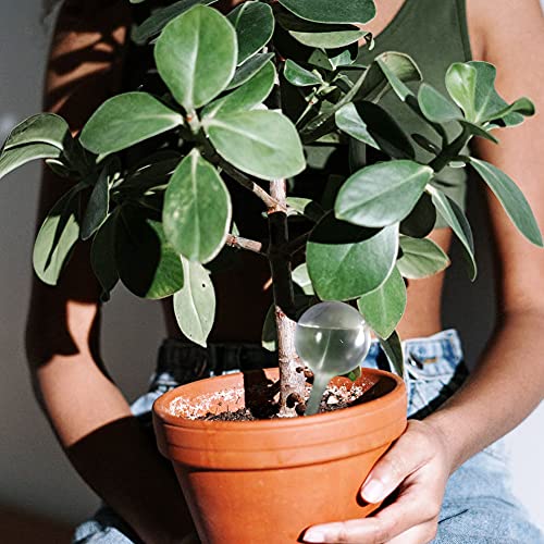 Gddochn 10 Pcs Plastic Clear Self-Watering Bulbs,Garden Plant Watering Globes,Plastic Automatic Devices Watering Globe For Indoor Outdoor Plants,Flowers #TOP6