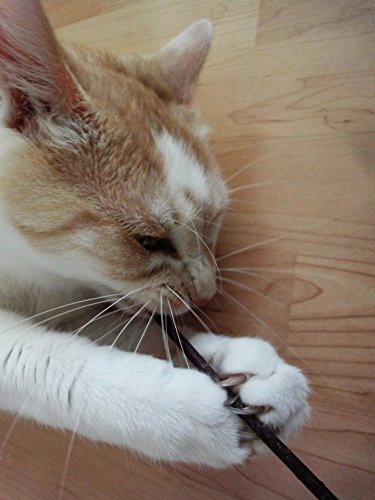 Petheart Catnip bastoni per la Pulizia giocoso dei...