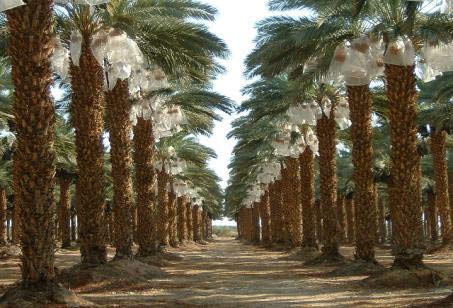 神戸のおまめさん みの屋 キングソロモンデーツ 300g の商品画像 2