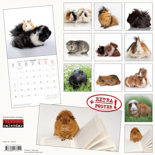 Meerschweinchen - Guinea Pig - Cochon d'Inde 2019