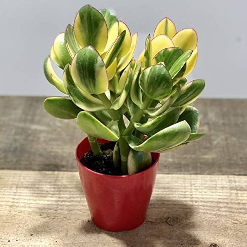 縁起の良い多肉植物「金のなる木」　　（写真R7年5月撮影） Amazon｜ノーブランド品 金のなる木 5号 花月 多肉植物 観葉植物