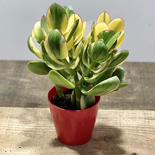 金のなる木 Amazon.co.jp: 観葉植物：斑入り 金のなる木 キラメキ*花月