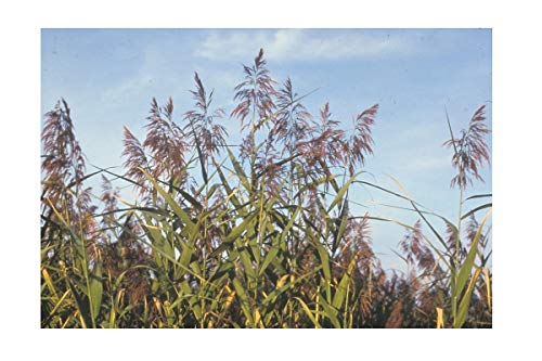 25 phragmites Australis Pond Plant marginal Early Bird Discount