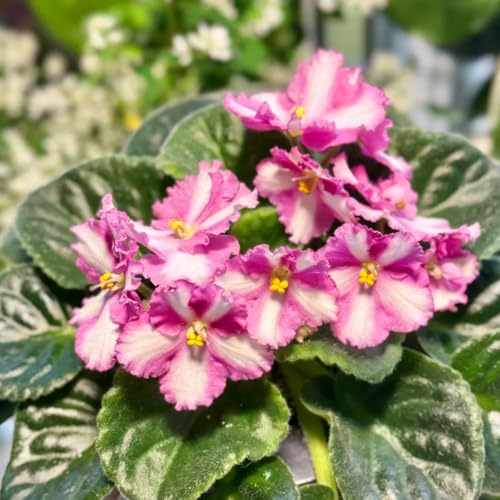 semi di violetta africana, vecchie varietà resistenti giardino balcone, esotiche 600pcs