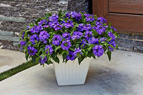 NooElec Seeds India 35+ SEEDS- Verbena Superbena 'Violet Ice' Flower Seeds For Planting Home Garden,