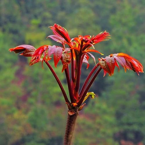 Chinese Mahogany Live Plant Tree Seedings,14-17Inch Height Chinese Red Toon Tree Great For Home And Garden Yards Planting #TOP4