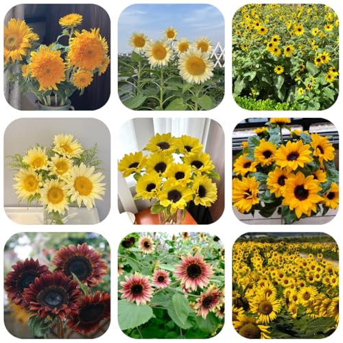 semillas de girasol perennes resistentes, silvestres,exóticas. 120pcs