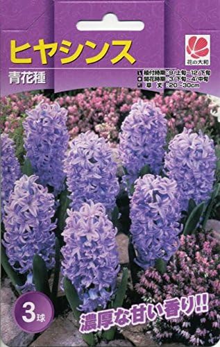 Amazon 予約販売 花の大和 球根 ガーデンヒヤシンス 青花種 3球セット 観葉植物 オンライン通販