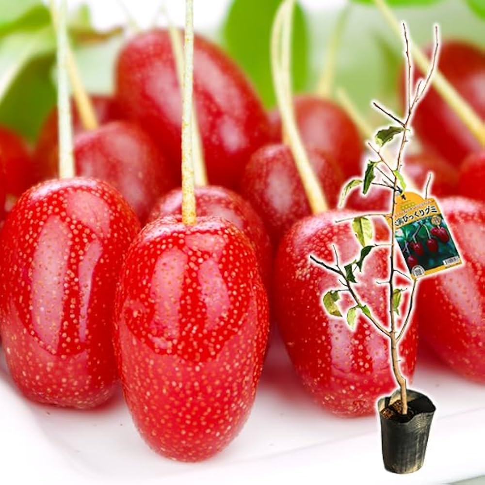 大実西洋グミ 果樹 特大株 大実西洋グミ 果樹 特大株 苗木・植木