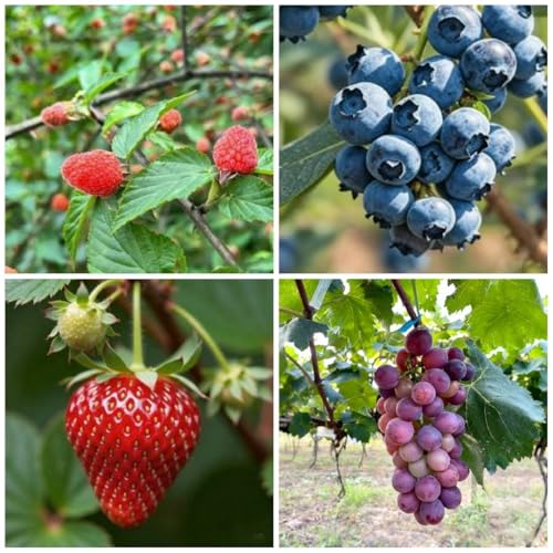 1000+ Fruit Seeds for Planting, Grape(80), Blueberry(80), Raspberry(200), Strawberry Seeds(700), Fresh Fruit Seed for Home Garden Outdoor