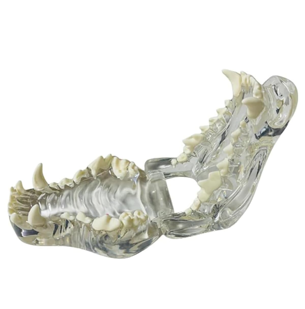 Model zębów psa anatomiczny model zębów do nauczania weterynarii, przejrzysta konstrukcja, narzędzie edukacyjne do stomatologii zwierząt i demonstracji zdrowia jamy ustnej