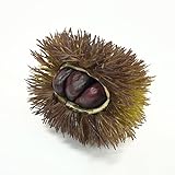 造花 フェイクフルーツ イガ栗（毬栗）の実