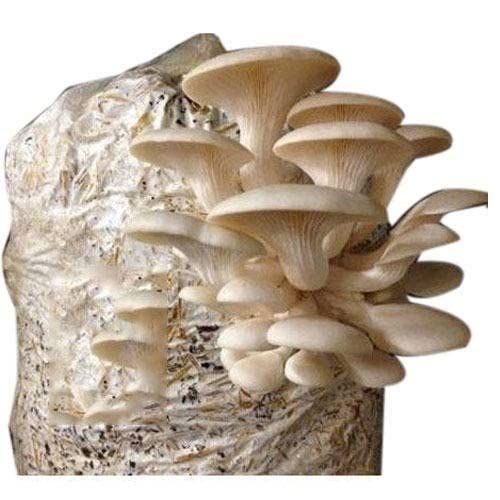 Amita's Yield Oyster Mushroom Spawn/G1 with PP, 400 g Seed Amazon.in Garden & Outdoors