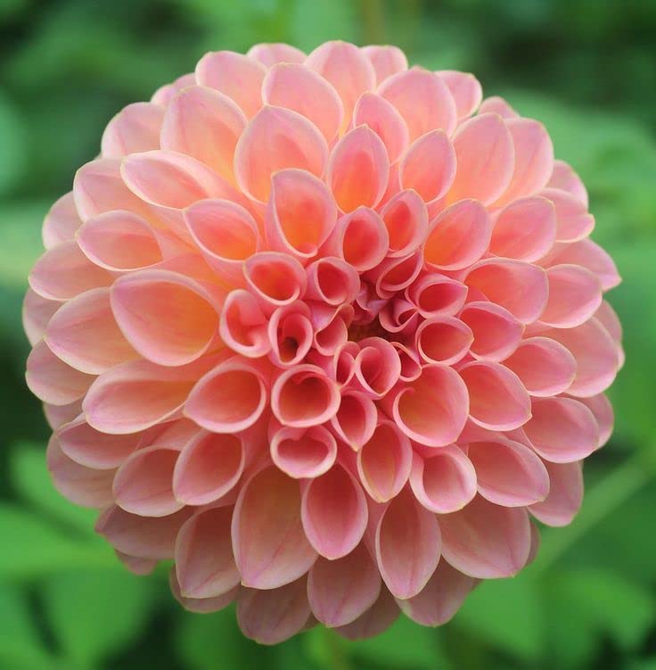 Radha Krishna Agriculture® Good Luck Plant Lucky Clover Draft Dahlia Flower Bulbs For Outdoor And Indoor Garden Pack of 1 Bulbs Flower