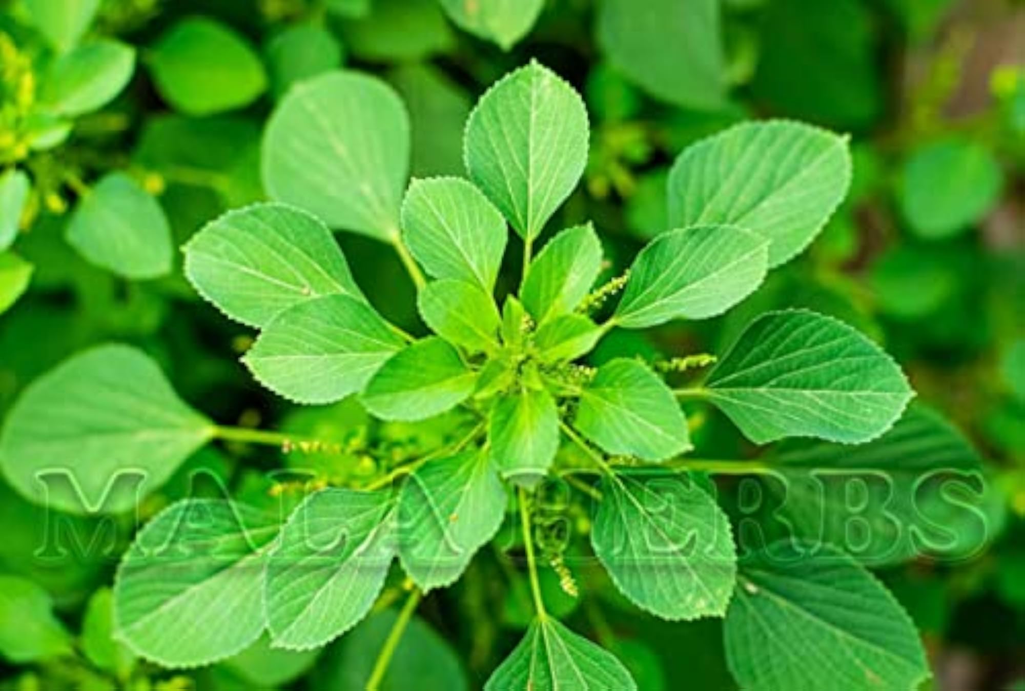 MALA Kuppaimeni Powder, 250 gms