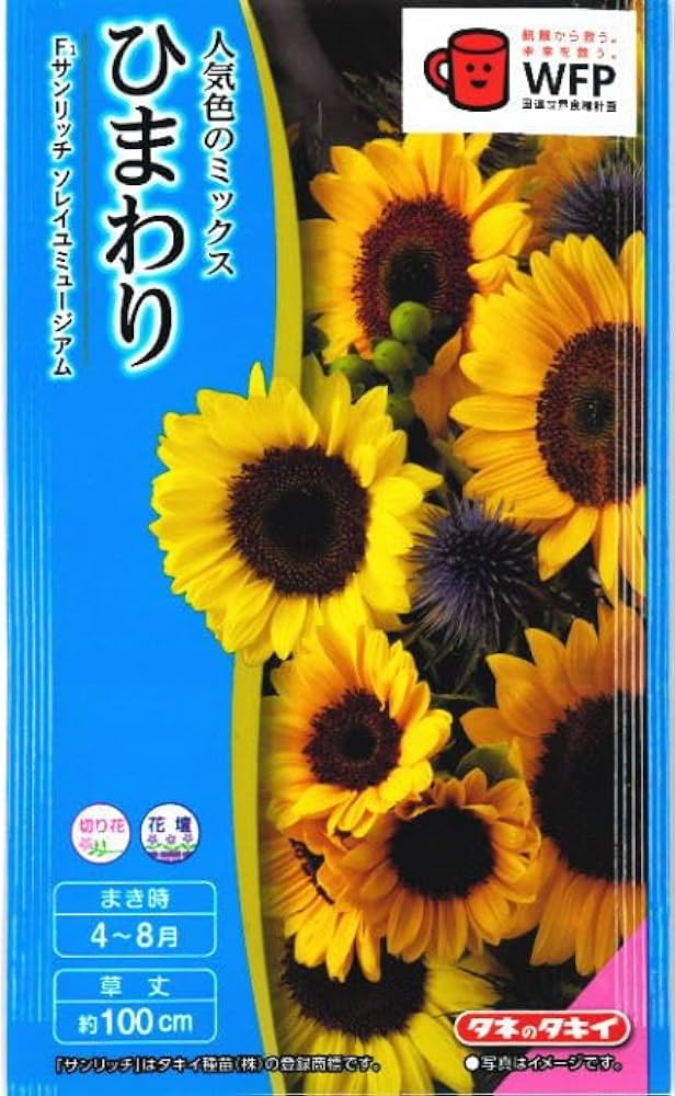 【Y】2点　ひまわり様 季節の花 50～60cm 「ひまわり」サンリッチオレンジ10本 花径8