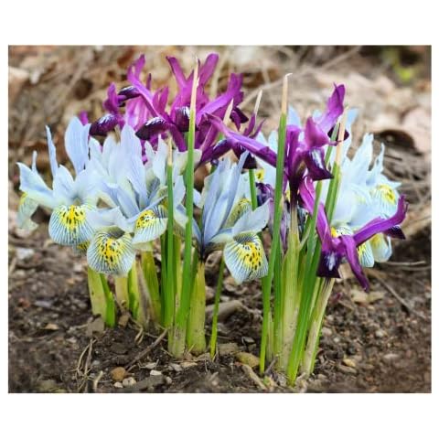 Oliwier's Bulbs 20x Iris Reticulata Mixed Bulbs Cover