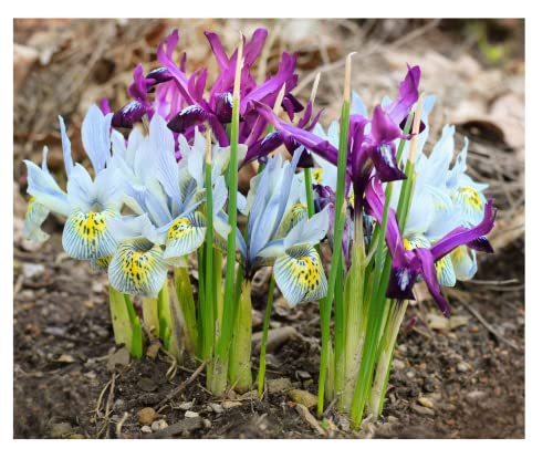 Oliwier's Bulbs 20x Iris Reticulata Mixed Bulbs Dwarf Miniature Blue Purple Flowers Ideal for Rockeries Pots Borders Hardy Early Spring Garden Perennial