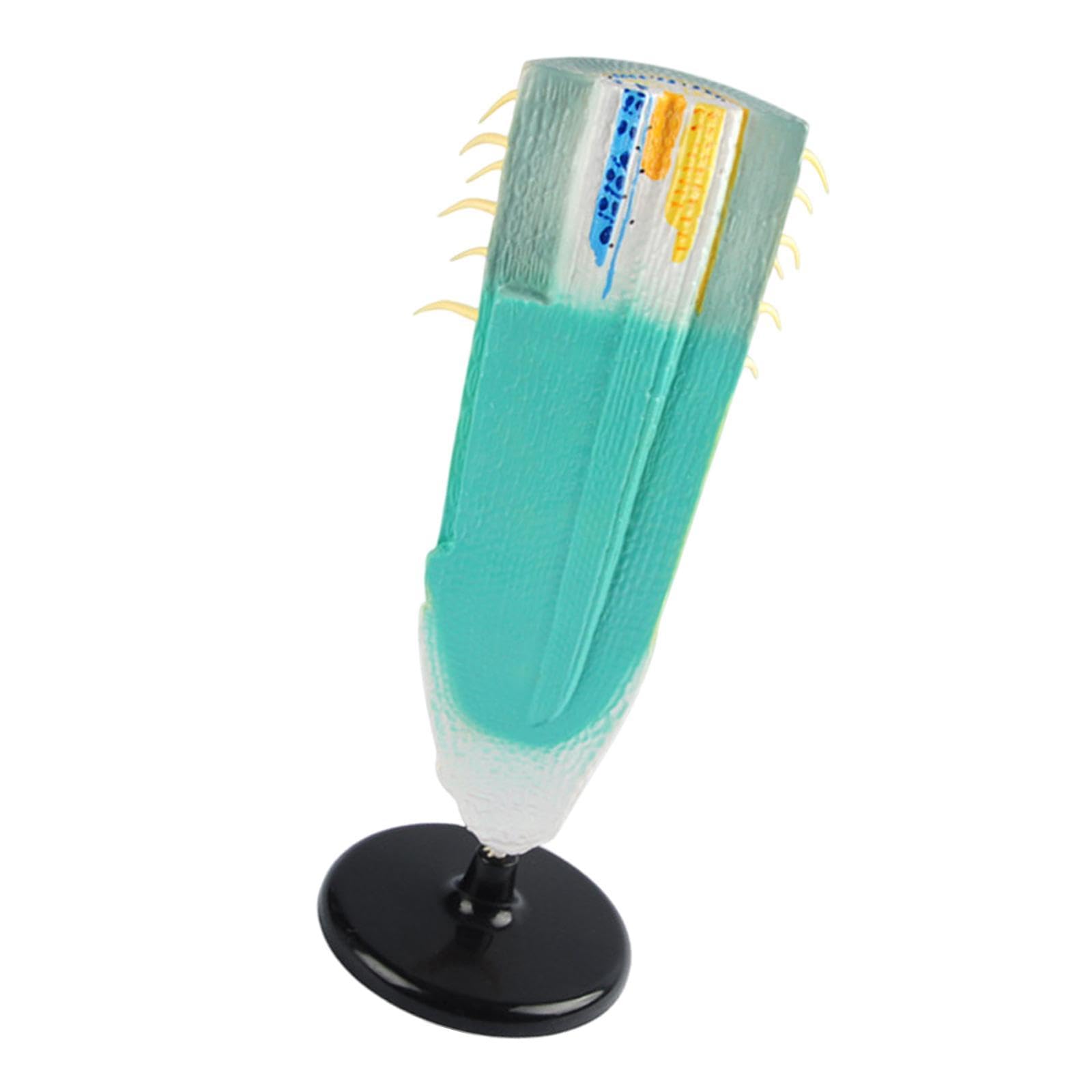 DYNWAVE Root Profile Model Longitudinal Root Section Model Educational Realistic Plant Root Anatomy Model for Observation Collectible