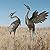 Oritty Crane Statues for Garden Decor, Metal Yard Art Heron Garden Statues, Standing Garden Sculptures & Statues for Yard Decorations Outdoor, 38-42 Inch Set of 2, Copper