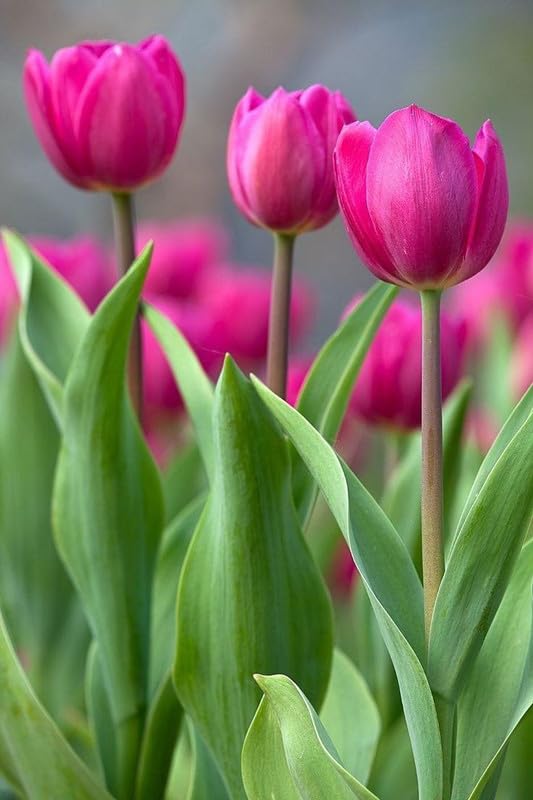 RADHA KRISHNA AGRICULTURE® Tulip flower bulb for All Season Pot and Home Garden | pure yellow Flower Bulbs For Indoor/Outdoor home Gardening Pack of 1 Bulb (B0CLBFSF98) Amazon Price History, Amazon Price Tracker
