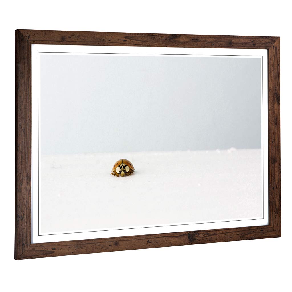 Big Box Art Framed Print of The Lone Ladybird Design | Wall Art Picture | Home Decor for Kitchen, Living, Dining Room, Lounge, Bedroom, Hallway, Office, Walnut, A2 / 24.5x18 Inch / 62x45cm
