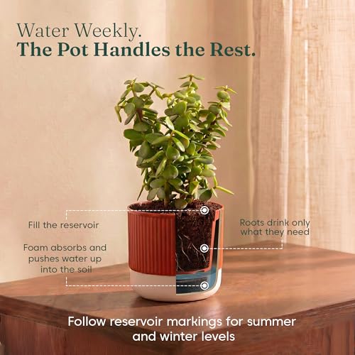 Image of Kyari Good Luck Combo of 3 Indoor Plants - Golden Money, Green Money & Jade with Red Self Watering Pot 4 Inch - Live Vastu Friendly Plants for Home Decor & Living Room - Good Luck Plant Set