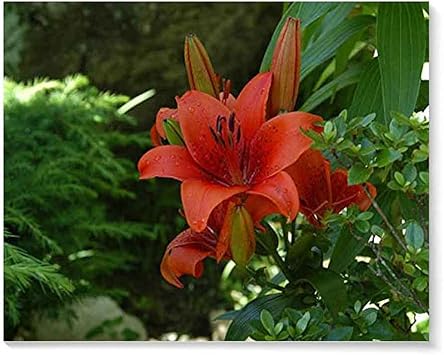 Amazon Co Jp キャンバス絵画24 36inch 60 90cm フレームなし ユリの花おしべグリーンぼかしフラワーベッド ポーチ バスルーム 寝室 ホテル カフェ オフィスの装飾画 ホーム キッチン