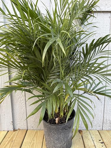 Cat Palm Tropical Plant, Live, 2 Feet Tall