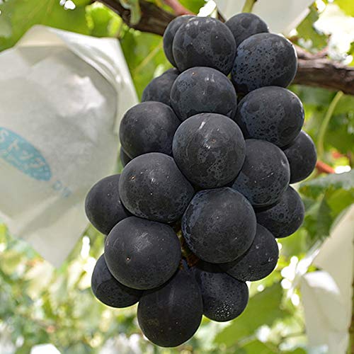 ブラックビート 約 2kg （4房～）クール便 ギフトBOX詰 種なし 甘い 長野県産ぶどう 贈答向け