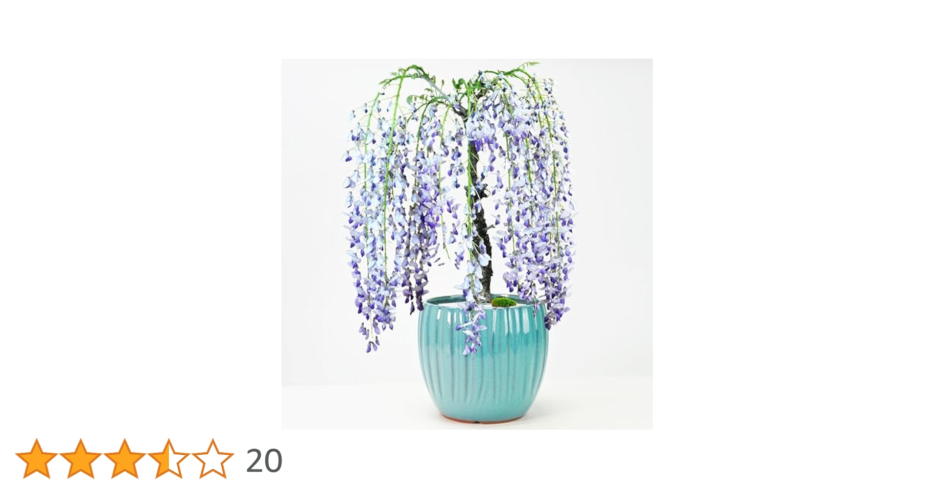 Amazon | 盆栽妙 一才藤 藤 花 鉢植え フラワーギフト 観葉植物