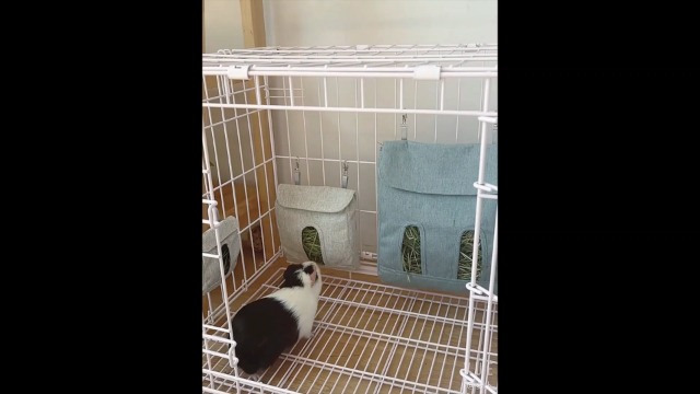 うさぎ ケージ、トイレ、チモシー入れ、ペレット入れ全8点セット販売 Amazon | wcgfoever うさぎ トイレ 大きい スノコ 飼育ケージに