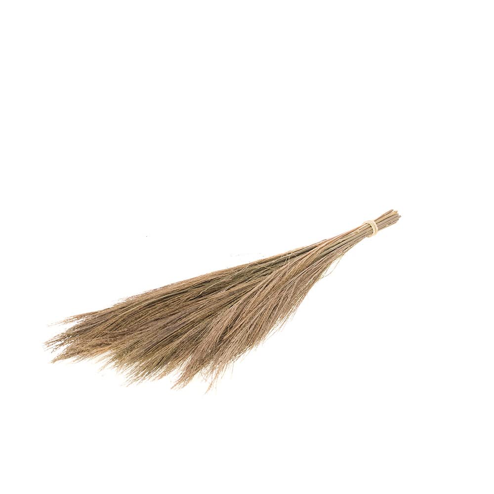 FloristryWarehouse Dried 100g Bunch of Natural Broom Grass 65cm/25 Inches