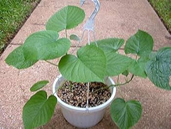 Baby Tayor 301-R（ローズウッド）限定生産 メイドUSA 美品 Baby Tayor 301-R（ローズウッド）限定生産 メイドUSA 美品