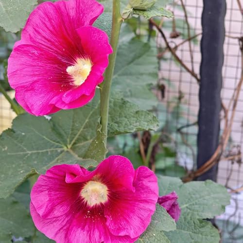 semi di malvarosa resistenti di malvarosa rare, decorazione soggiorno da giardino, resistenti all'esterno 300pcs