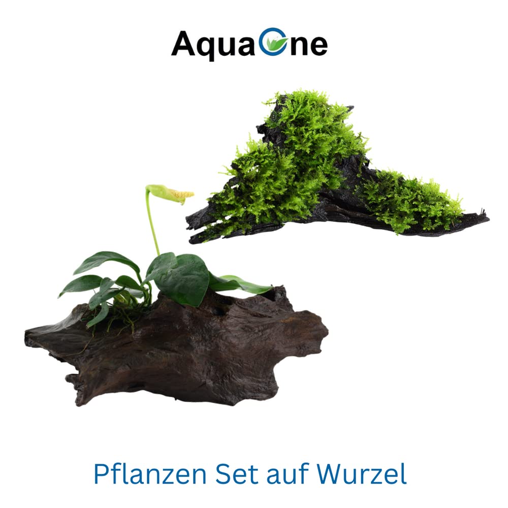 AquaOne Rośliny akwariowe I 2 x rośliny wodne I roślina akwariowa na korzeniu I Anubias barteri VAR. Nana Vesicularia Montagnei "Christmas" I Zestaw Mix z 2 siedziskami