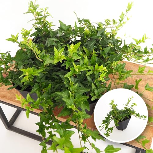 ITANSE ヘデラ ラブグリーン 3.5号 2個セット 観葉植物 アイビー 学名: Hedera helix Love Green タイプ: ウコギ科 ヘデラ属 耐寒性常緑つる性多年草 浦島農園さんオリジナル品種 葉が鮮やかな緑色 葉の形もツヤがあって美
