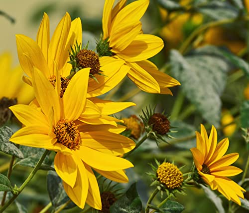 Perennial Sunflower Seeds For Planting - Plant & Grow Maximilian Sun Flowers In Your Home Outdoor Garden - 500 Non Gmo Heirloom Seeds - Full Planting Packet With Instructions For Easy Grow, 1 Packet #TOP2