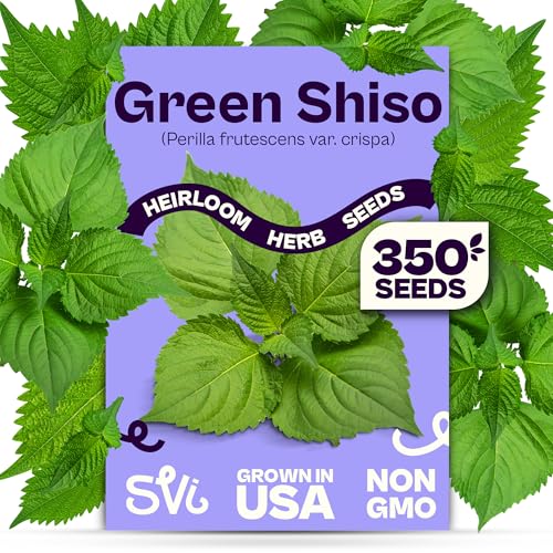 SVI 350 Green Shiso Seeds (Perilla frutescens) Japanese Shiso Perilla Seed Packets Aromatic Leaves Japanese Heirloom Herb Seeds Outdoors & Indoor Herb Garden