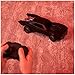 DC Comics, The Batman Batmobile Remote Control Car with Official Batman Movie Styling, Kids Toys for Boys and Girls Ages 4 and Up