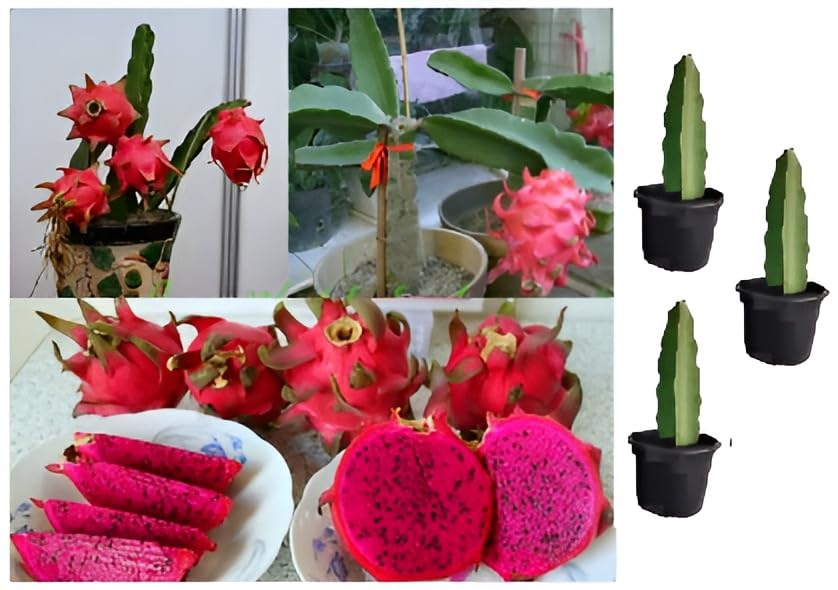 Green view Combo pack of 3 Rare Connie Mayer Variety Dragon Fruit Live Rooted Plant 1 FT DRAGON FRUIT LIVE INDOOR OUTDOOR FRUIT PLANT 3 Cutting On Grow Bag (B0BSSVKPT5) Amazon Price History, Amazon Price Tracker