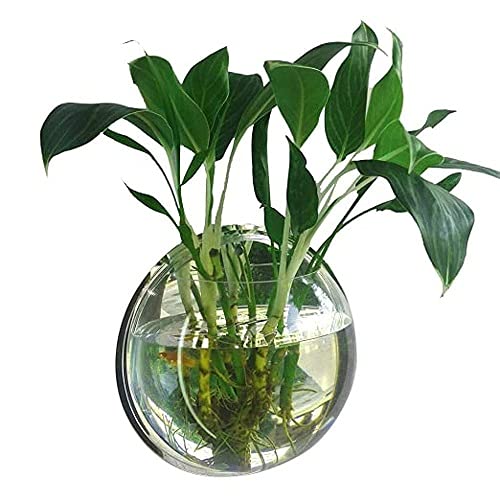 See full amazon price history chart for DDSS H. 7 Wall Mount Hanging Acrylic Wall Mount Hanging Fish Aquarium Glass Bowl Tank for Small Betta Fish & Plants - Glass Bowl DDSS H. 7 Wall Mount Hanging Acrylic Wall Mount Hanging Fish Aquarium Glass Bowl Tank for Small Betta Fish & Plants - Glass Bowl (B0993B32YX) Amazon Price History, Amazon Price Tracker