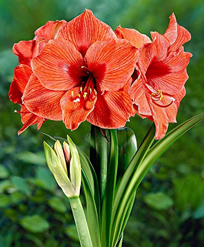 Amazon | アマリリスの球根，春に開花するためには、色鮮やかで、好き