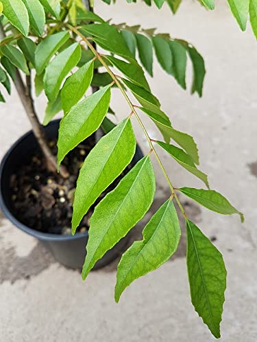 Curry Leaves Plant Seeds|300 Curry Leaves Seeds for Planting|Curry Leaf Plant Seeds for Planting Herb